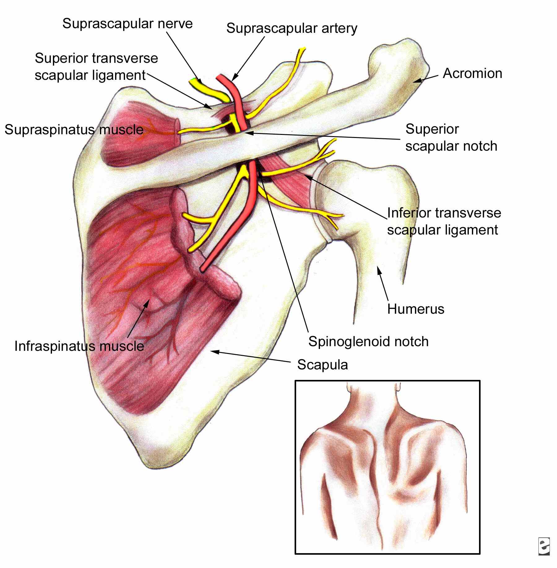 Neuropathy-Around-Shoulder-bangalore